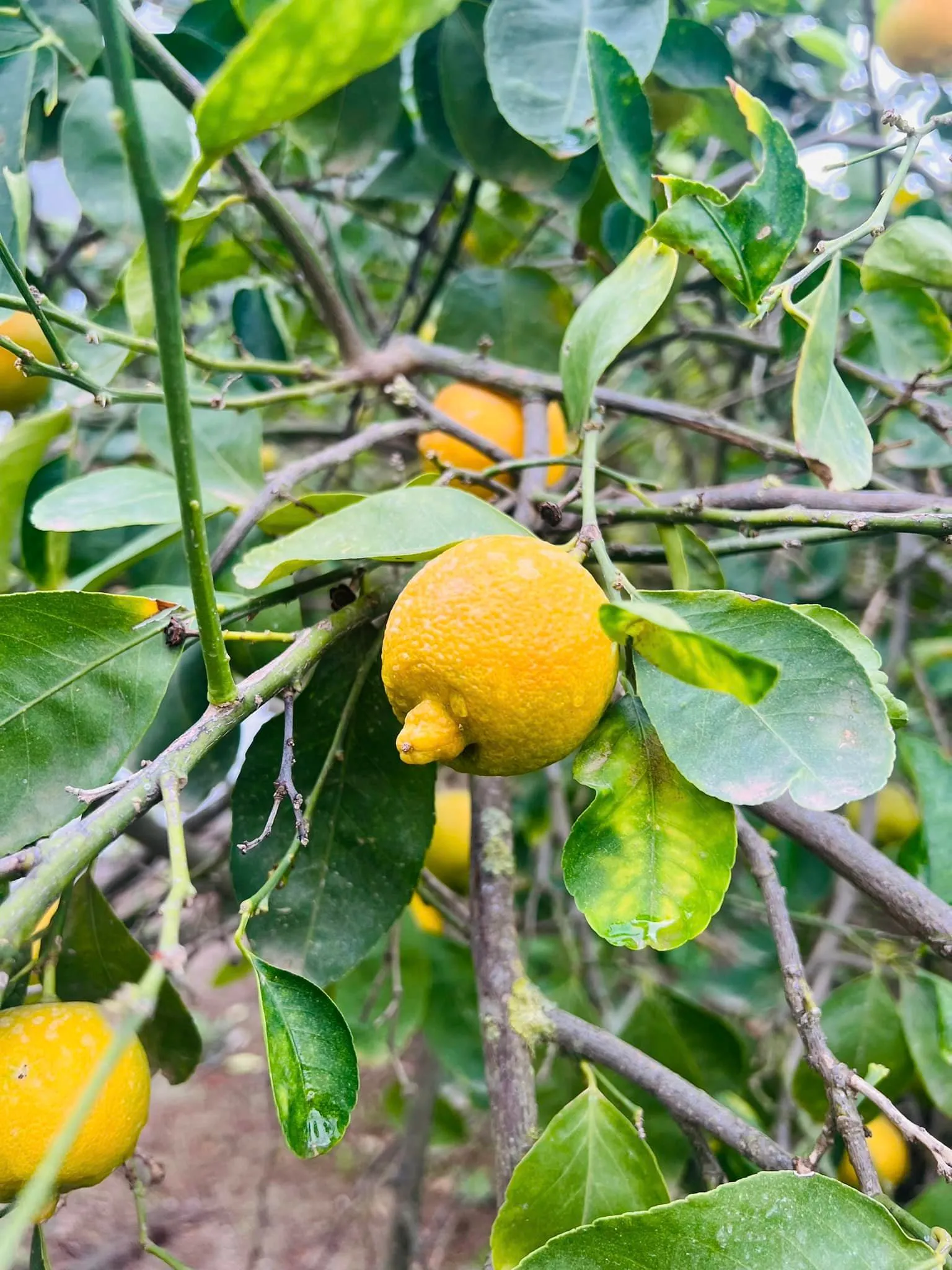 Bergamotes