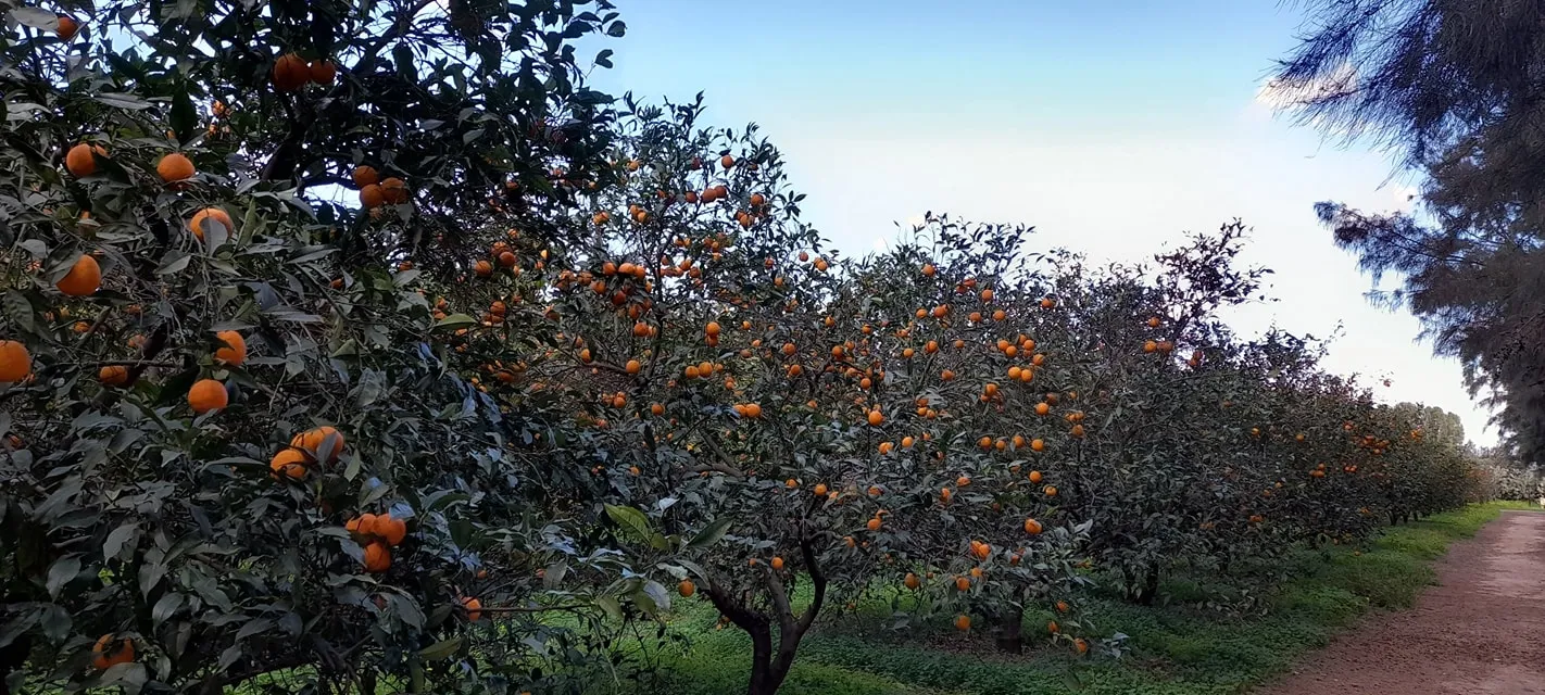 Mandarines