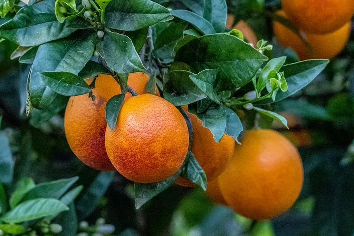Oranges sanguines