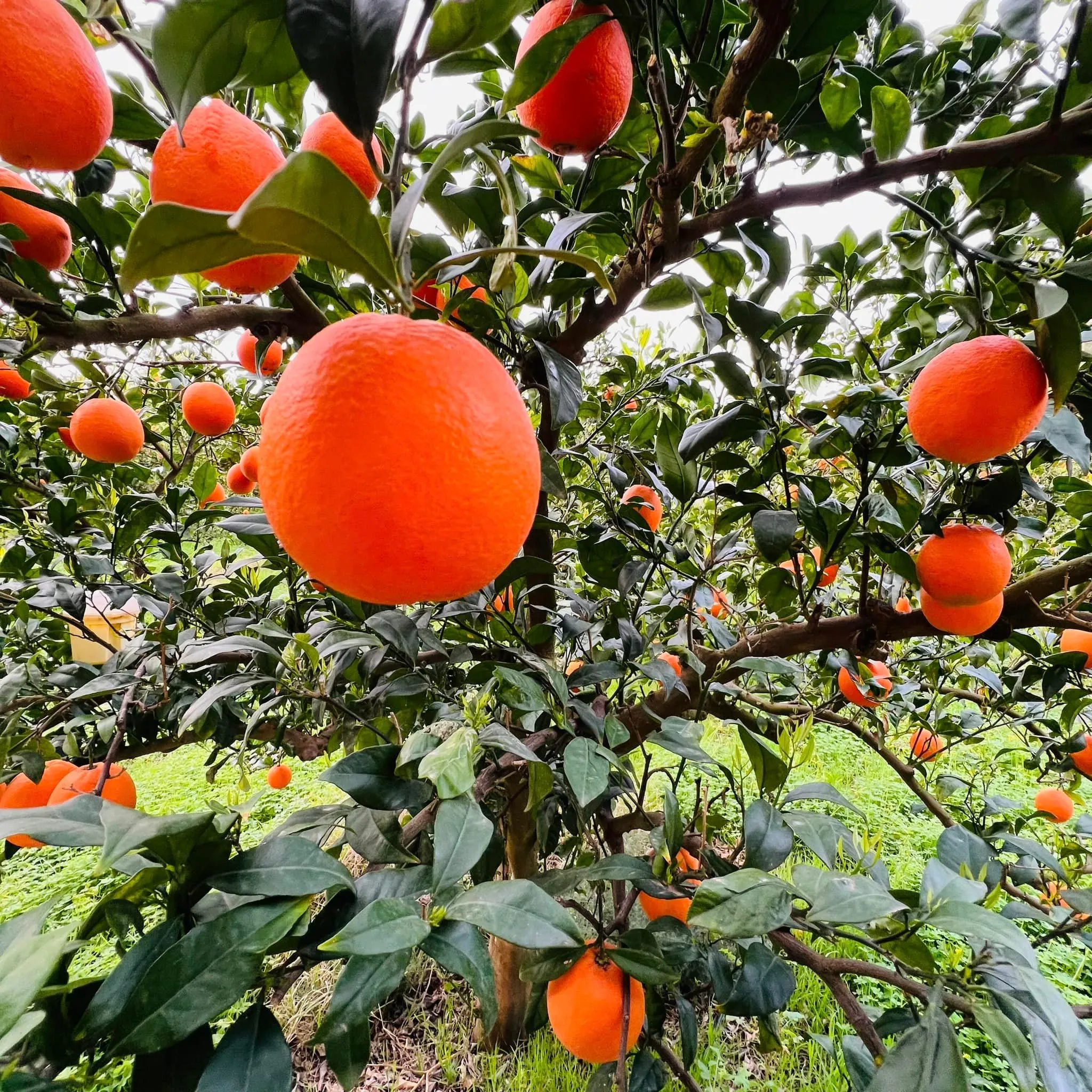 Oranges Thomson