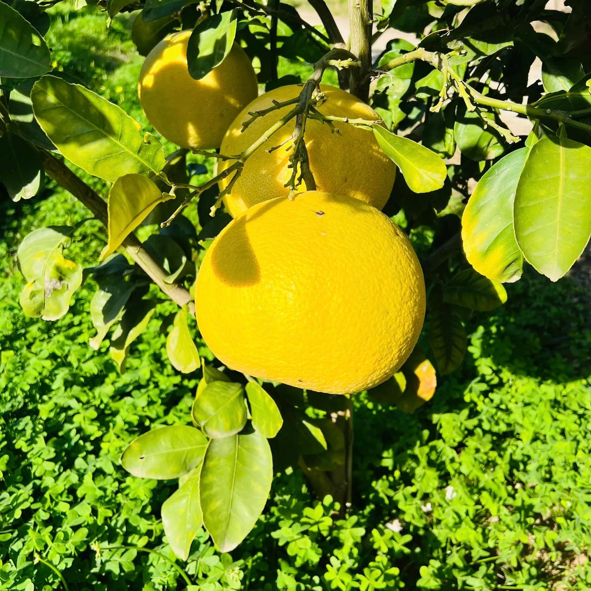 Pamplemousse