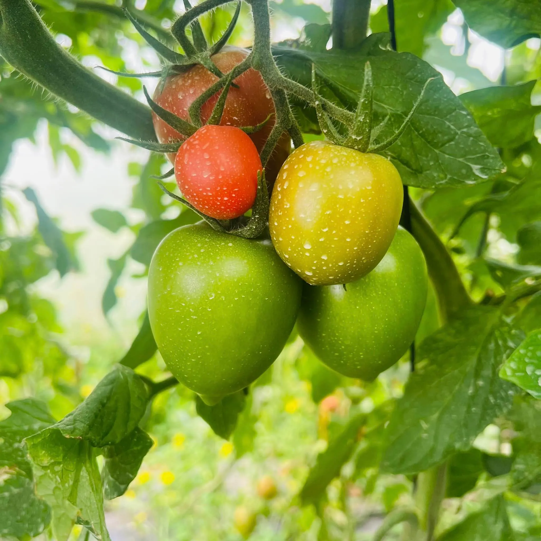 Tomates